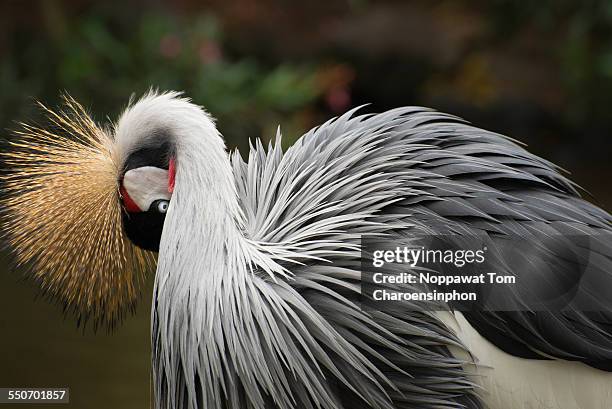 grey crowned crane africa - grulla coronada fotografías e imágenes de stock