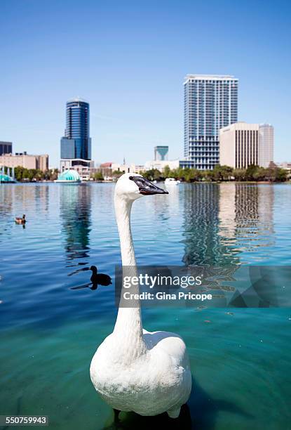 swan posing in downtown orlando - downtown orlando stock pictures, royalty-free photos & images