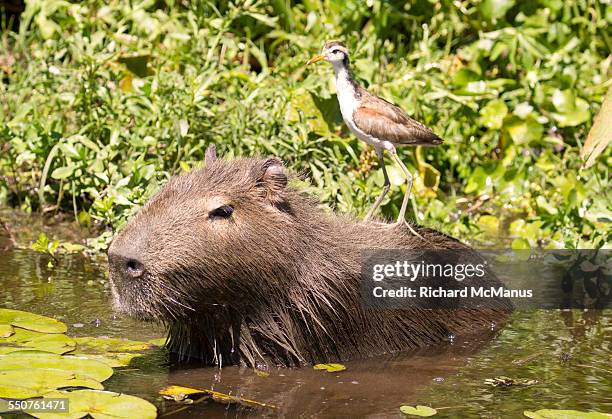 jacana on capybara. - poncho fotografías e imágenes de stock