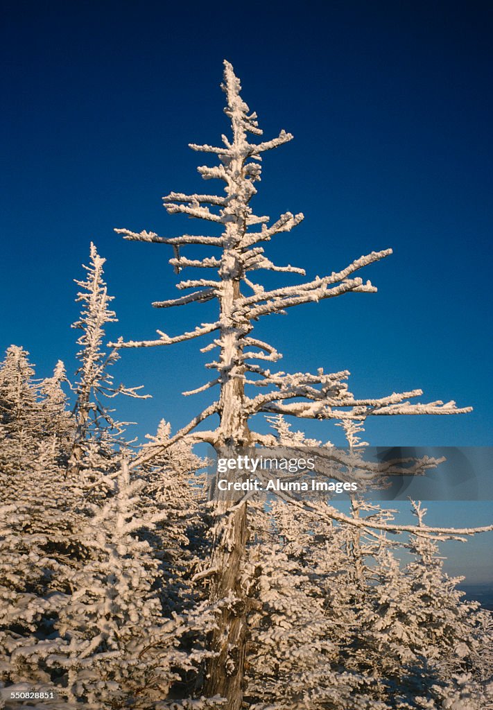 Snow-covered spruce