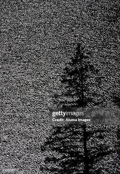 conifer silhouetted against backlit lake - bubble pond stock-fotos und bilder