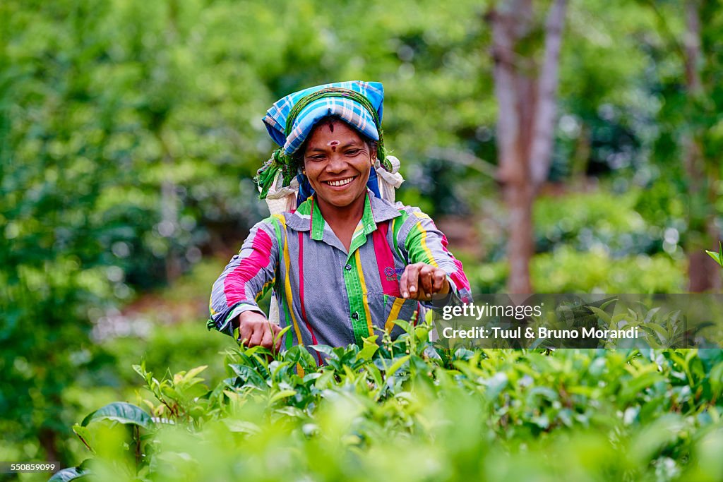 Sri Lanka, Haputale, tea plantation