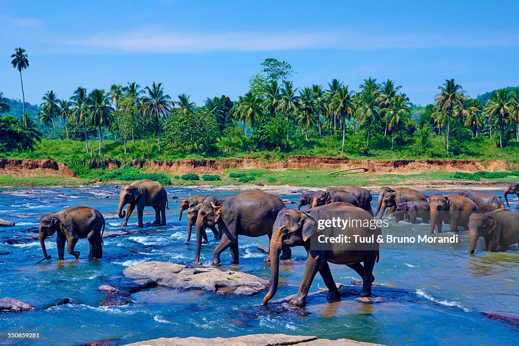 Sri Lanka, Pinnawela elephant orphanage