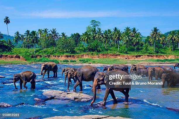 sri lanka, pinnawela elephant orphanage - sri lanka stock-fotos und bilder