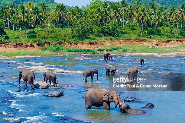 sri lanka, pinnawela elephant orphanage - asian elephant stock pictures, royalty-free photos & images