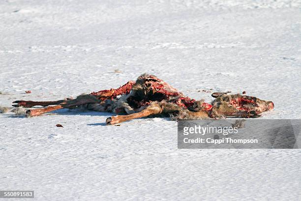 whitetail deer carcass - deer river new hampshire stock pictures, royalty-free photos & images