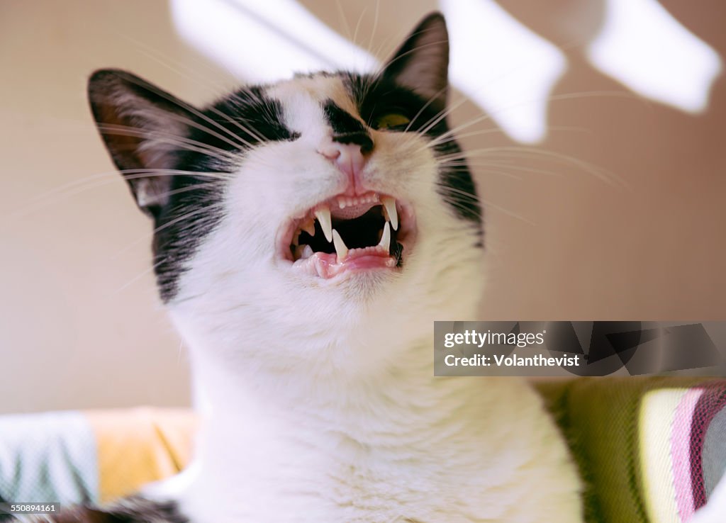 Black and white cat showing teeth