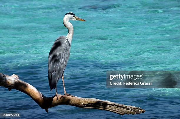 heron sitting on a driftwood - male imagens e fotografias de stock