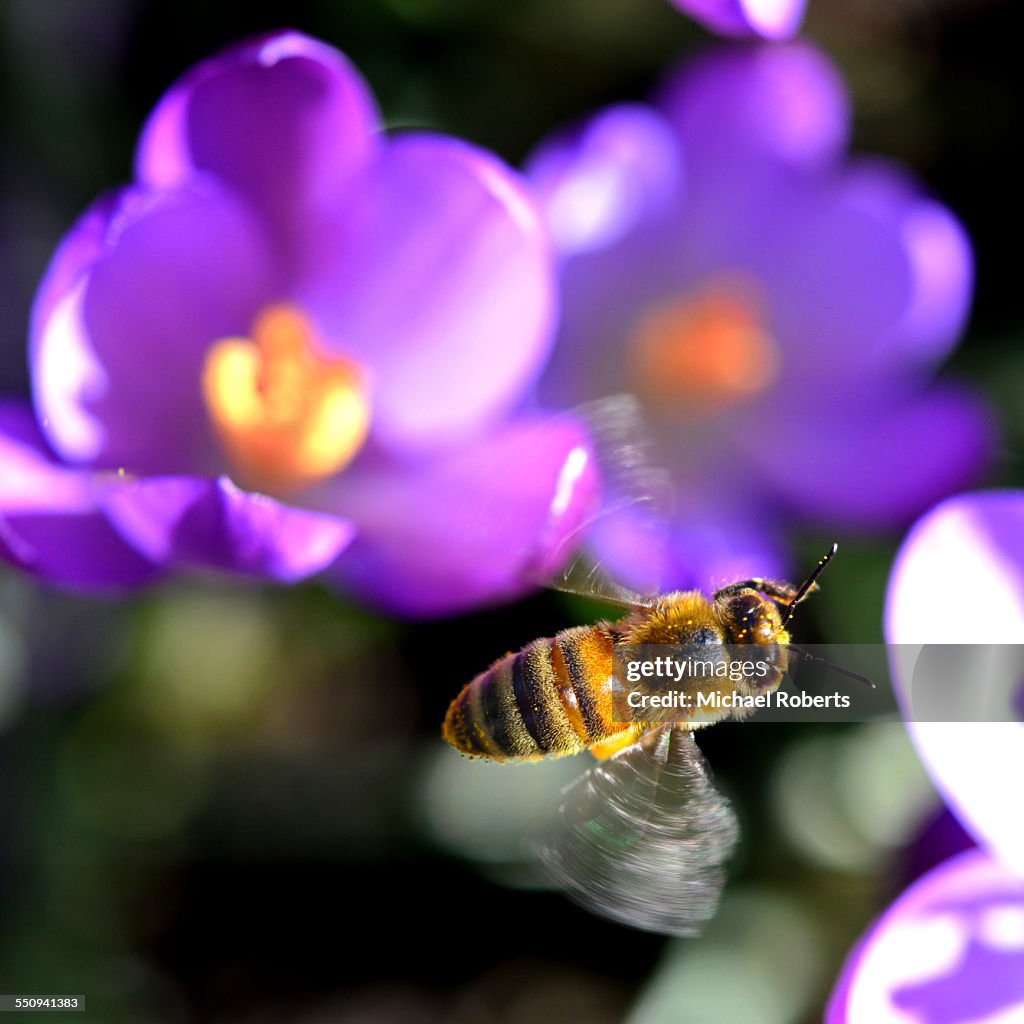 Honey bee in flight over crocus