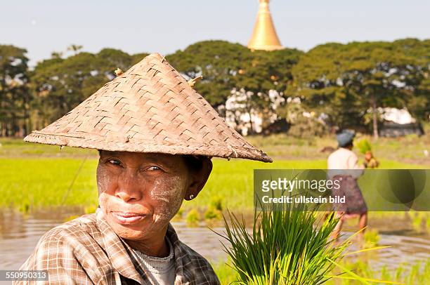 Baeuerinnen im Reisfeld bei der Arbeit mit Stupa im Hintergrund