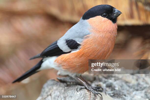 Dompfaff auf Baumscheibe sitzend rechts sehend