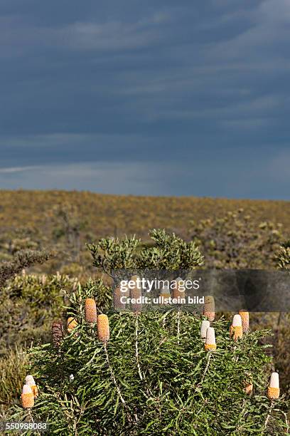 Flowering Banksia , Western Australia