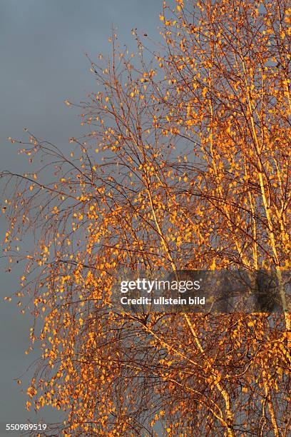 Birke in herbstlicher Braunfaerbung vor blauem Himmel im Sonnenschein