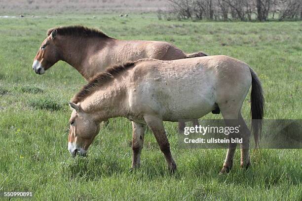 Przewalski-Pferd zwei Tiere in Wiese in Seevorgelaende stehend links sehend