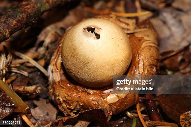 Gewimperter Erdstern sternfoermiger graubrauner Fruchtkoerper mit aufgesetzer Kugel auf Waldboden
