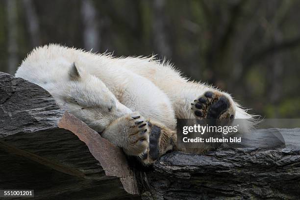 Ein Eisbär im Tierpark Berlin-Friedrichsfelde beim Mittagsschlaf.