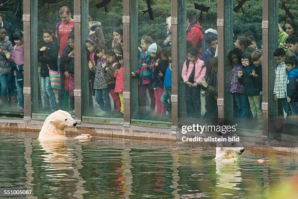 Fütterung der Eisbären im Zoo Berlin. Zum Abschluss jeder Fütterung wirft der Tierpfleger noch einige Brötchen ins Wasser direkt vor die große...