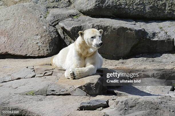 Berlin, Zoo, Eisbär