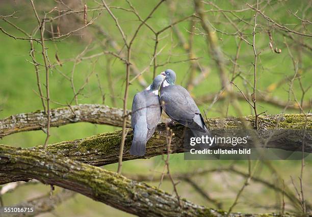 Der Frühling zeigt seine Wirkung auch in der Welt der Vögel. Zwei Tauben turteln auf dem Ast eines Baumes