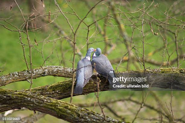 Der Frühling zeigt seine Wirkung auch in der Welt der Vögel. Zwei Tauben turteln auf dem Ast eines Baumes