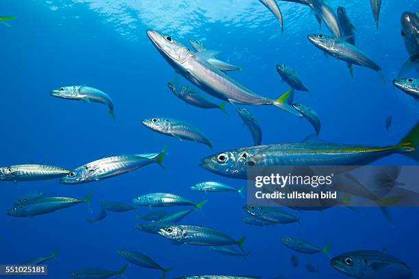 Pacific Jack Mackerels, Trachurus symmetricus, Guadalupe Island, Mexico