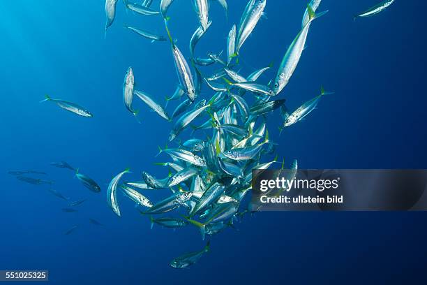 Pacific Jack Mackerels, Trachurus symmetricus, Guadalupe Island, Mexico