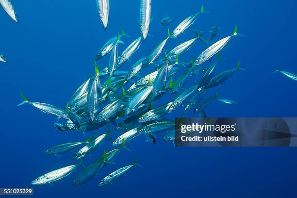 Pacific Jack Mackerels, Trachurus symmetricus, Guadalupe Island, Mexico