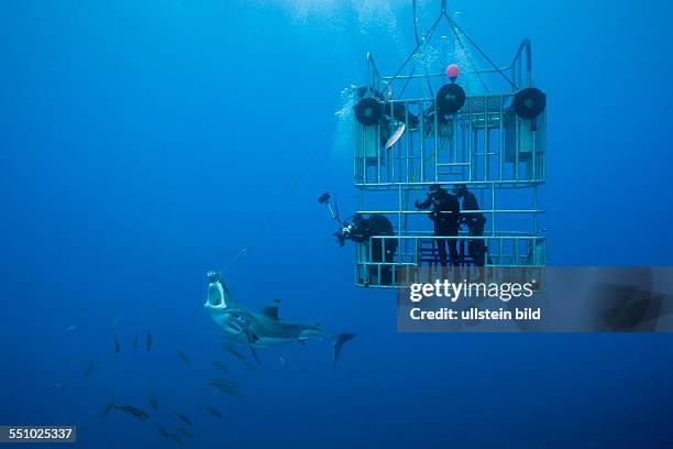 Great White Shark Cage Diving, Carcharodon carcharias, Guadalupe Island, Mexico