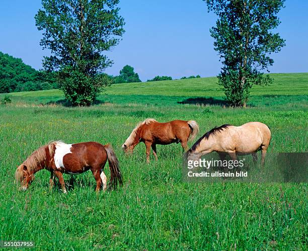 Islandpferd, Pinto und Norwegisches Fjordpferd grasen nebeneinander auf der Weide