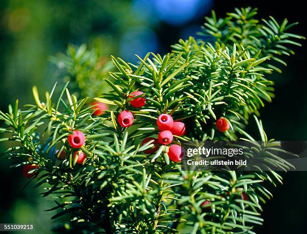 Die leuchtend roten Samenmantel der Eibe sind als einziger Teil der Pflanze ungiftig und Winternahrung fuer Voegel