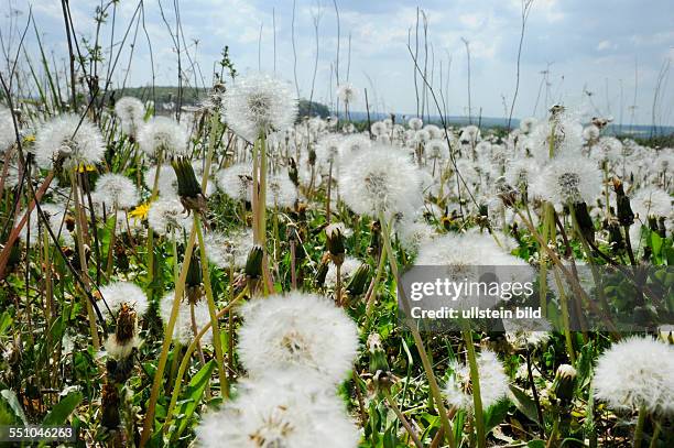 Ein Meer aus Pusteblumen steht in Zweibrücken am Flughafen und breitet Schirmchen aus, die auf den Wind warten, um davongetragen zu werden. Die Blüte...