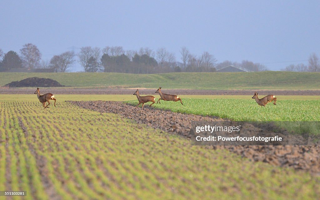 Running Deer