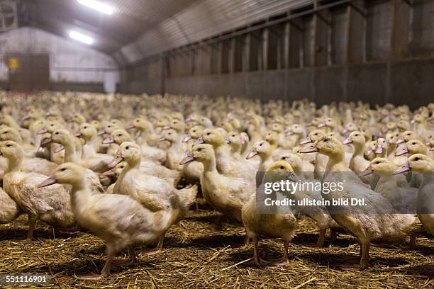 Ducks in a factory farm, Germany