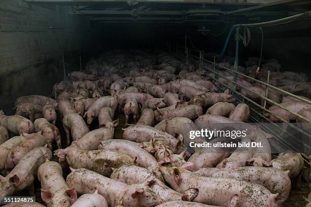 Pigs in a factory farm, Germany