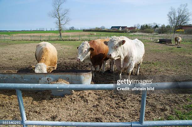 Rindere Examples 24 Herde Rinder Stock Photos, High-Res Pictures, and Images - Getty Images