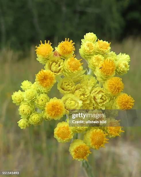 Die Sand-Strohblume ist eine Pflanzenart in der Familie der Korbblütler .