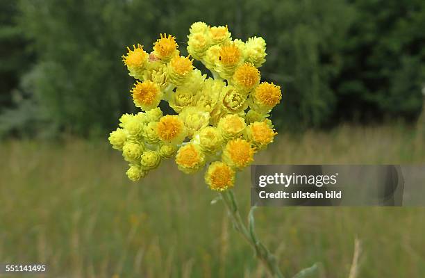 Die Sand-Strohblume ist eine Pflanzenart in der Familie der Korbblütler .