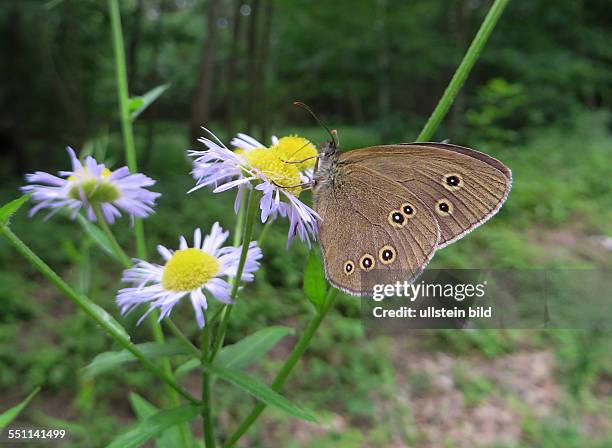 Der Braune Waldvogel ist ein Schmetterling aus der Familie der Edelfalter und wird auch als Schornsteinfeger bezeichnet.