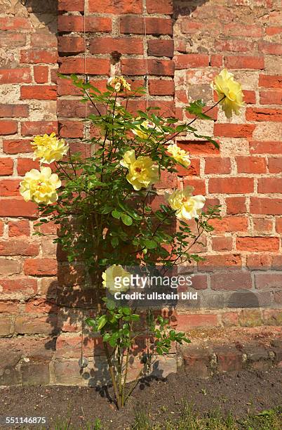 Backsteinmauer, rot, Rose, gelb
