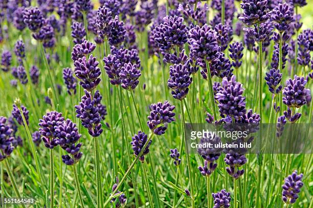 Bluehender Echter Lavendel, eine uralte Duft- und Heilpflanze in jedem Apothekergarten