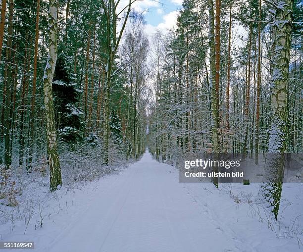 Waldlandschaft mit Birkenallee im Winteraspekt