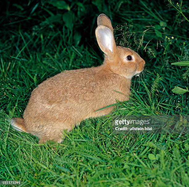 Rotes Kaninchen geniesst Freilauf im umfriedeten Garten