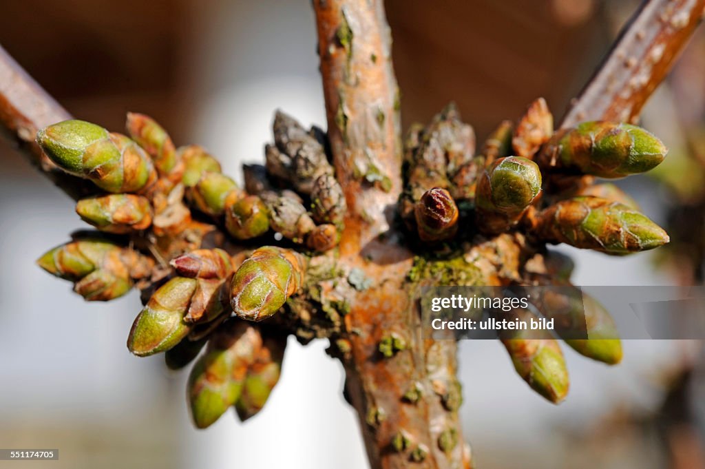 Forsythia Knospen