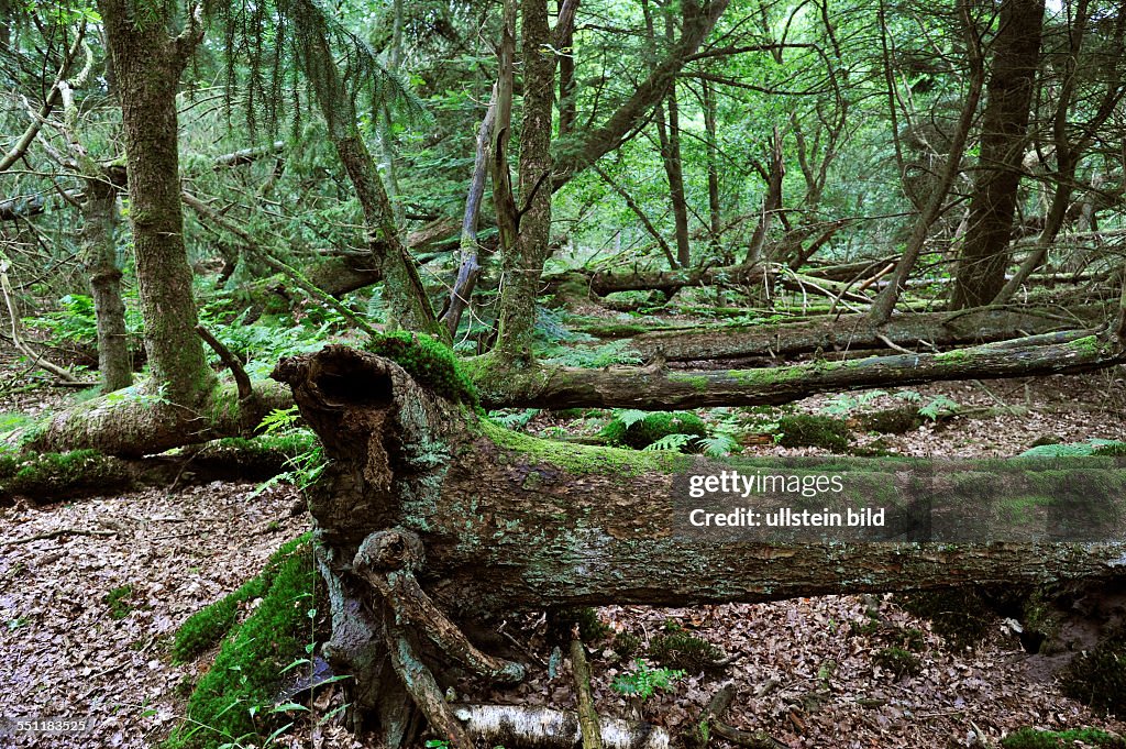 Urwald in Friesland