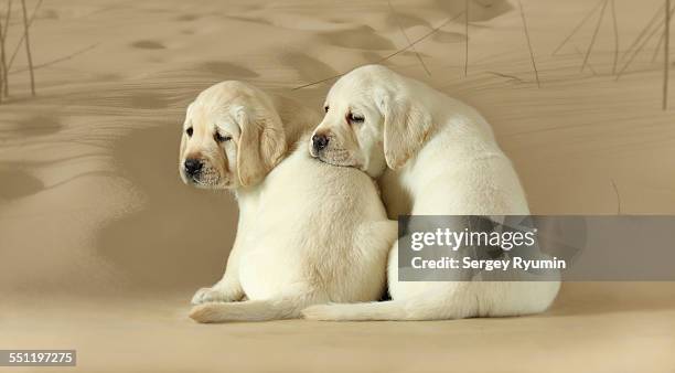 Labrador Views 134 Labrador And Rear View Stock Photos, High-Res Pictures, and Images ...