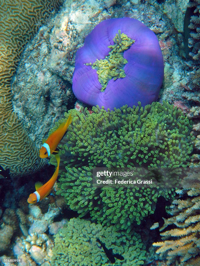 Two Clown Fish and Purple Anemone