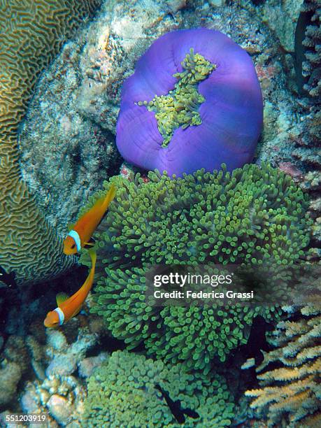 two clown fish and purple anemone - amphiprion akallopisos stock pictures, royalty-free photos & images