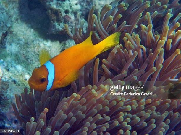 clown fish and sea anemone - amphiprion akallopisos stock pictures, royalty-free photos & images