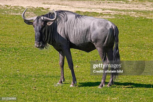 Blaues Gnu, Connochaetes taurinus Burchell 1823, Blue gnu, Familie: Hornträger Bovidae, Opelzoo, Kronberg im Taunus, Hessen, Deutschland, Das Blaue...