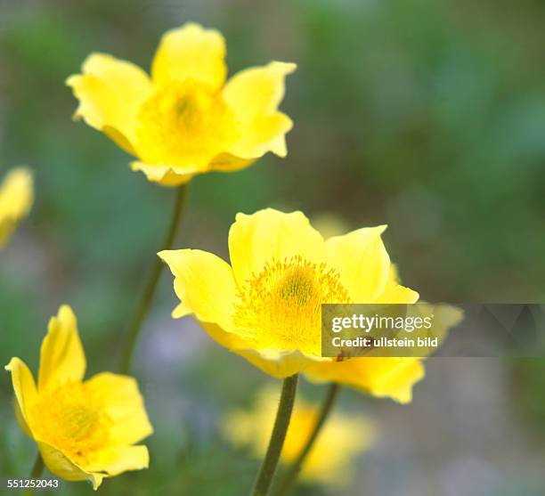 Plant, flower, Pulsatilla alpina ssp. Apiifolia,